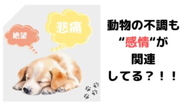動物の不調も過去に蓄積した感情が原因のこともある